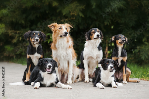 Fototapeta Naklejka Na Ścianę i Meble -  happy family dog border collie