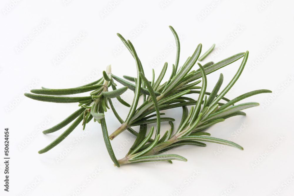 Fototapeta premium Rosmarin