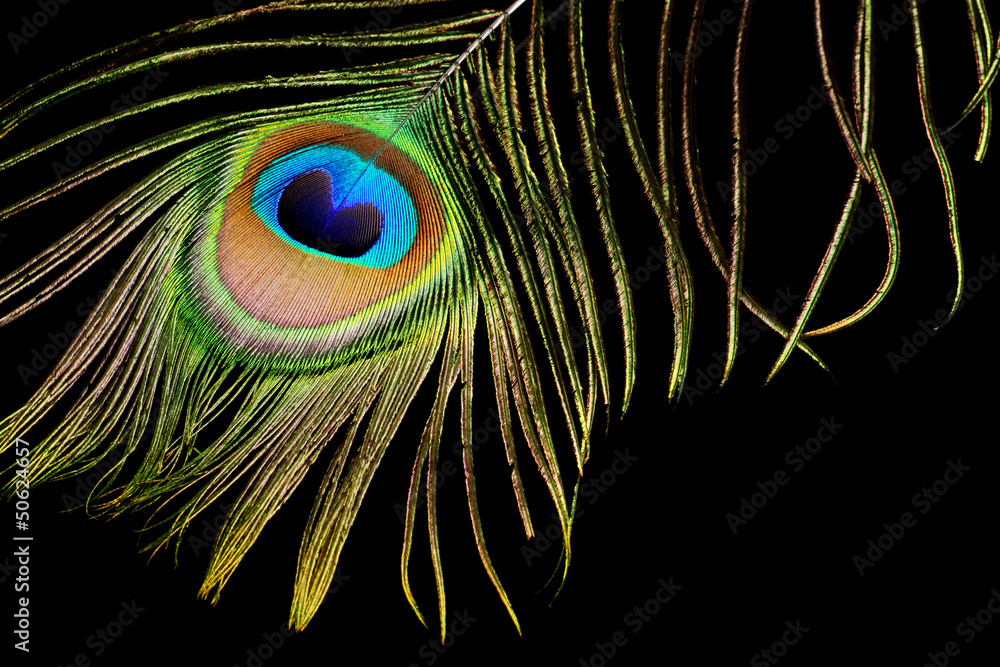 Peacock feather isolated on black background Stock Photo | Adobe Stock