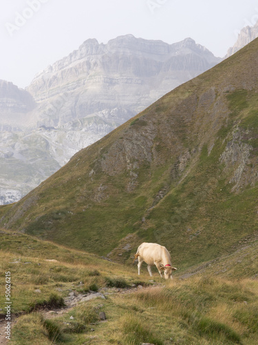 vaca en el pirineo