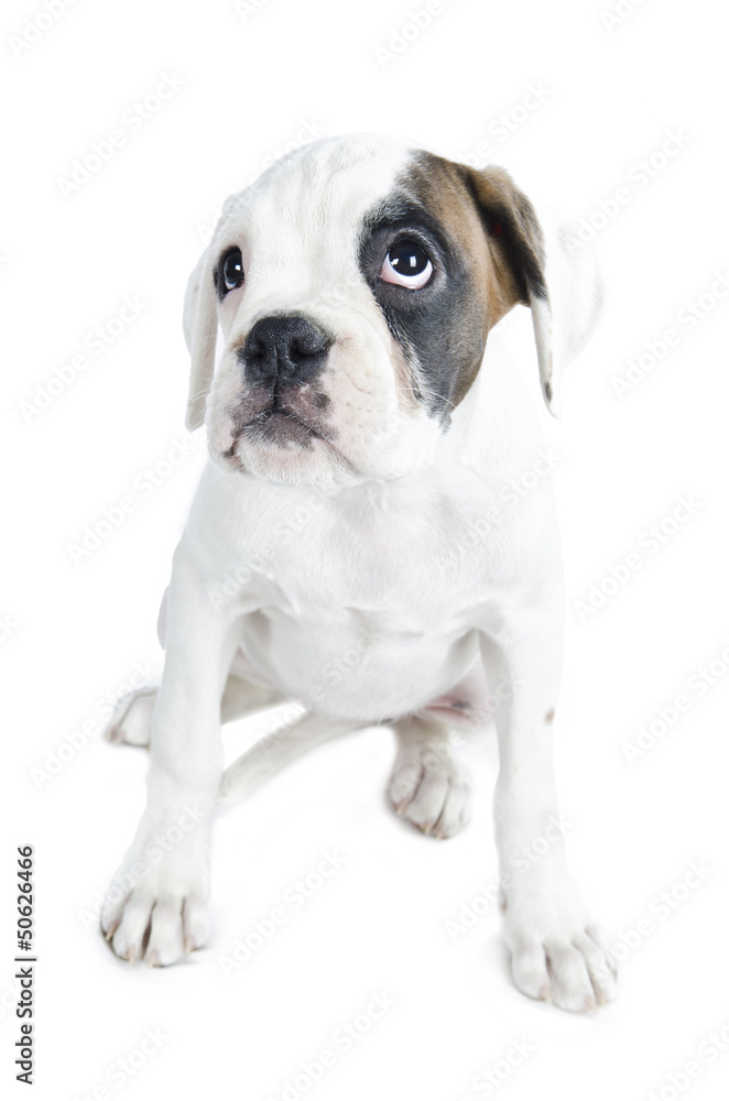 Beautiful  Boxer puppy