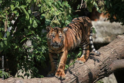 Young tiger standing on log