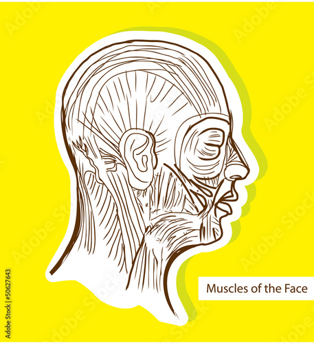 Human anatomie Muscles of the Face (Facial Muscles) - Medical Il photo