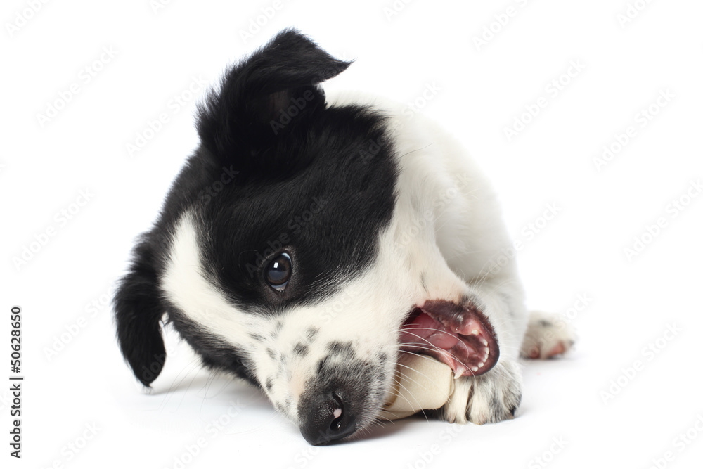 Border collie puppy with a bone