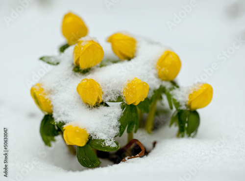 Obraz na plátne Closeup of winter aconite group with snow