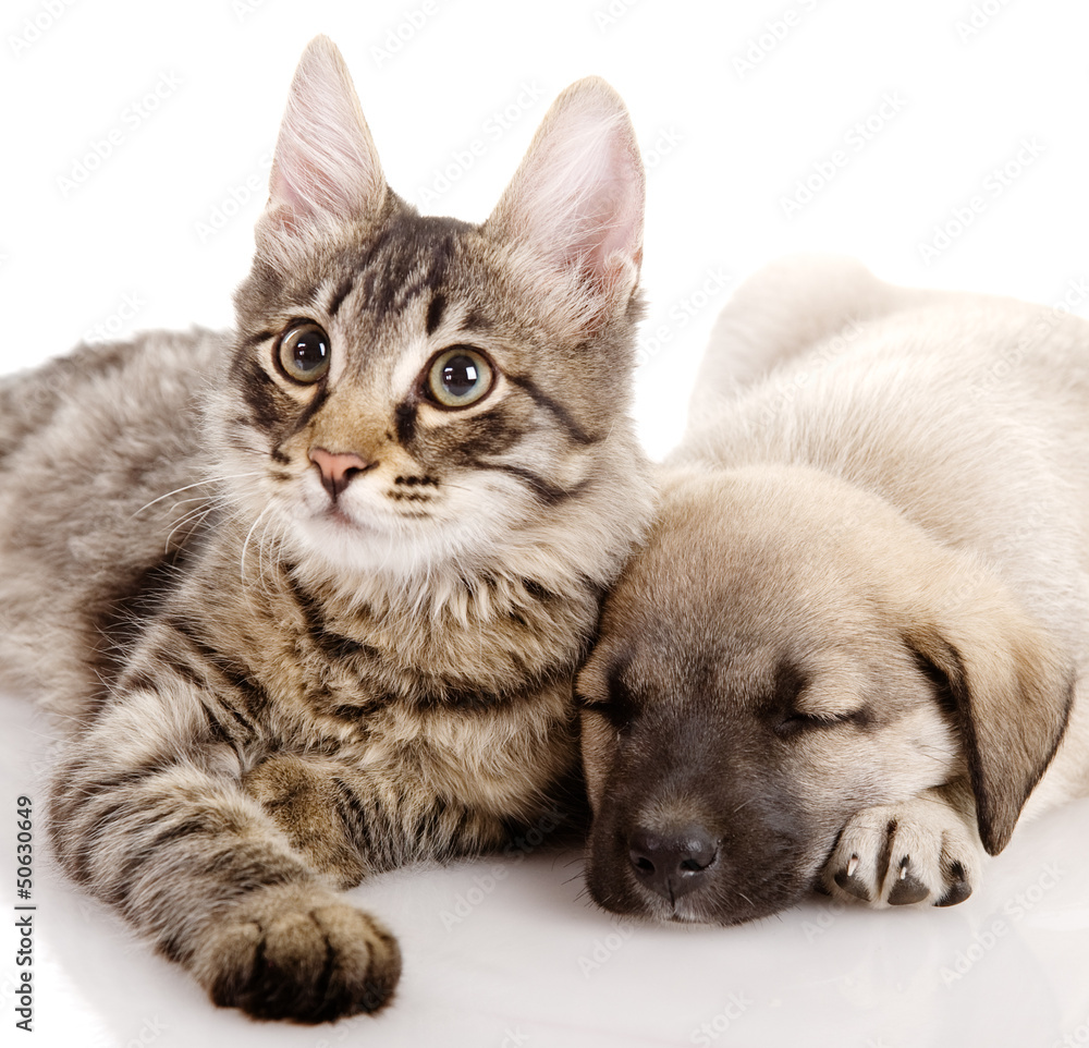 Puppy and Kitten. isolated on white Puppy and Kitten. isolated on white