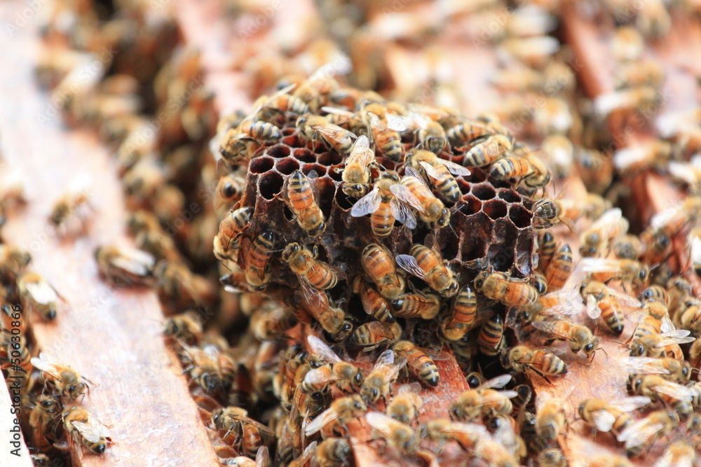 Honeycomb. Honeycomb.