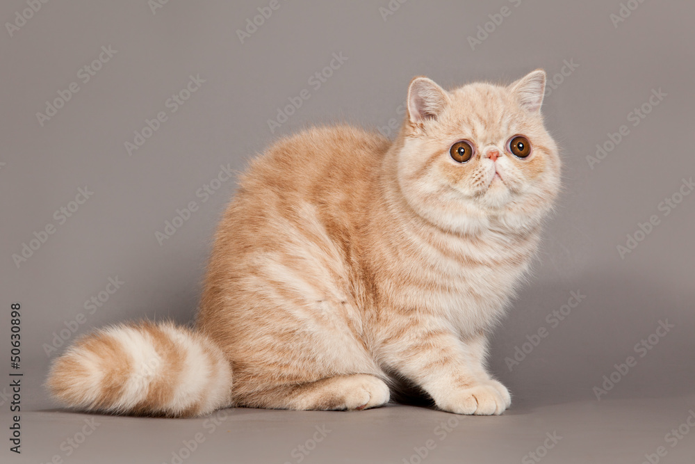 Exotic shorthair cat. persian cat on grey background Exotic shorthair cat. persian cat on grey background
