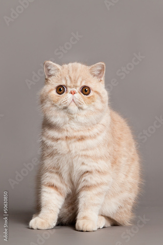 Exotic shorthair cat. persian cat on grey background