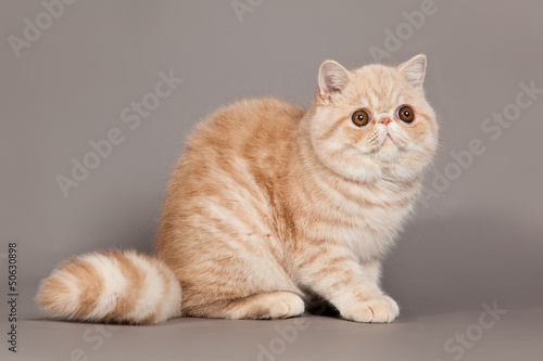 Принти на полотні Exotic shorthair cat.  persian cat on grey background