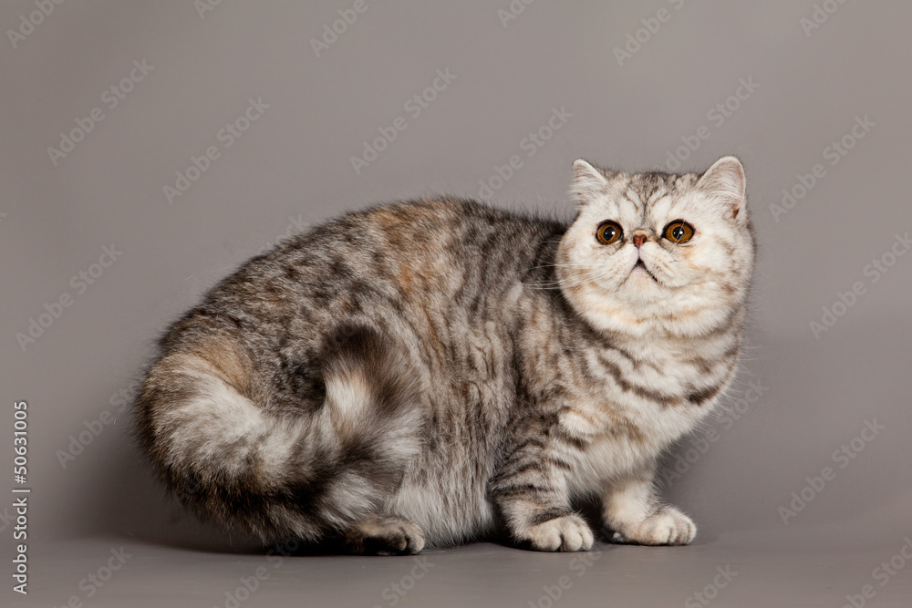 Exotic shorthair cat.  persian cat on grey background