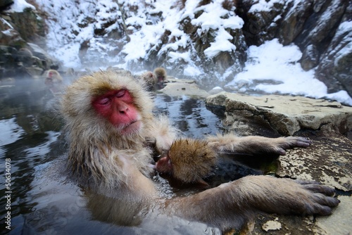 Canvas Print Japanese Snow Monkey