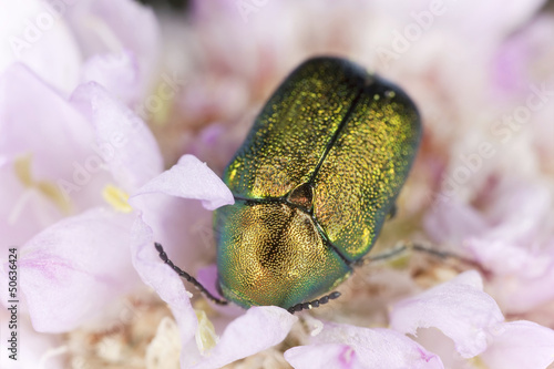 Leaf beetle, Cryptocepalus, Chrysomelidae species photo