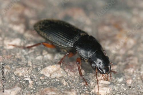 Ground beetle, carabidae on rock, macro photo