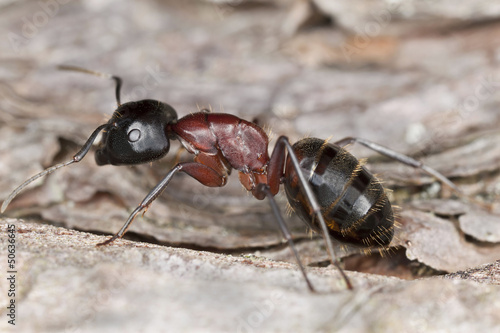 Carpenter ant, Camponotus herculeanus, Extreme close up
