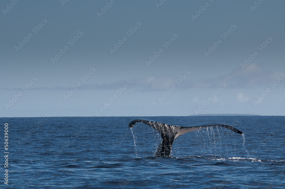 Fototapeta premium Humpback whale in Tonga, Polynesia Paradise