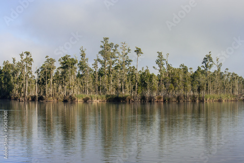 ancient trees reflecting in lake Brunner photo