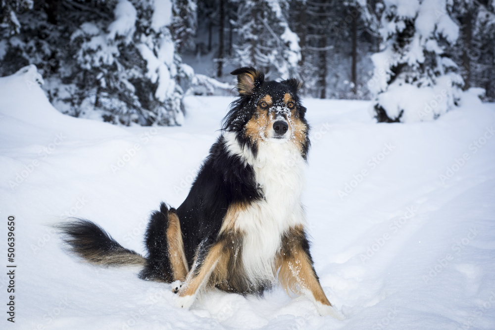 playful border collie husky crossbreed dog sits in snow