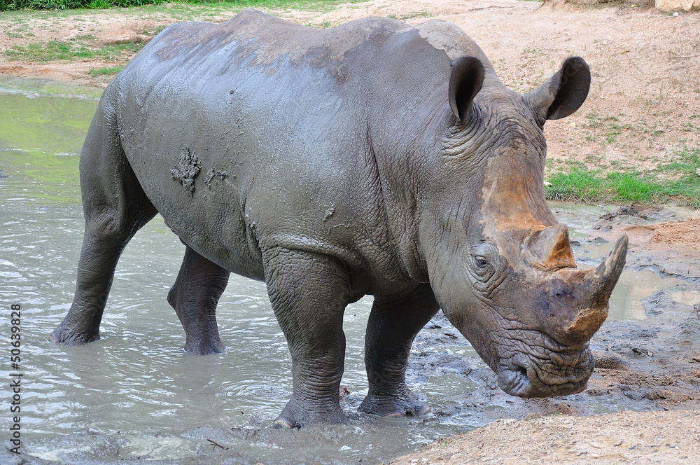 Fototapeta premium Black Rhinoceros