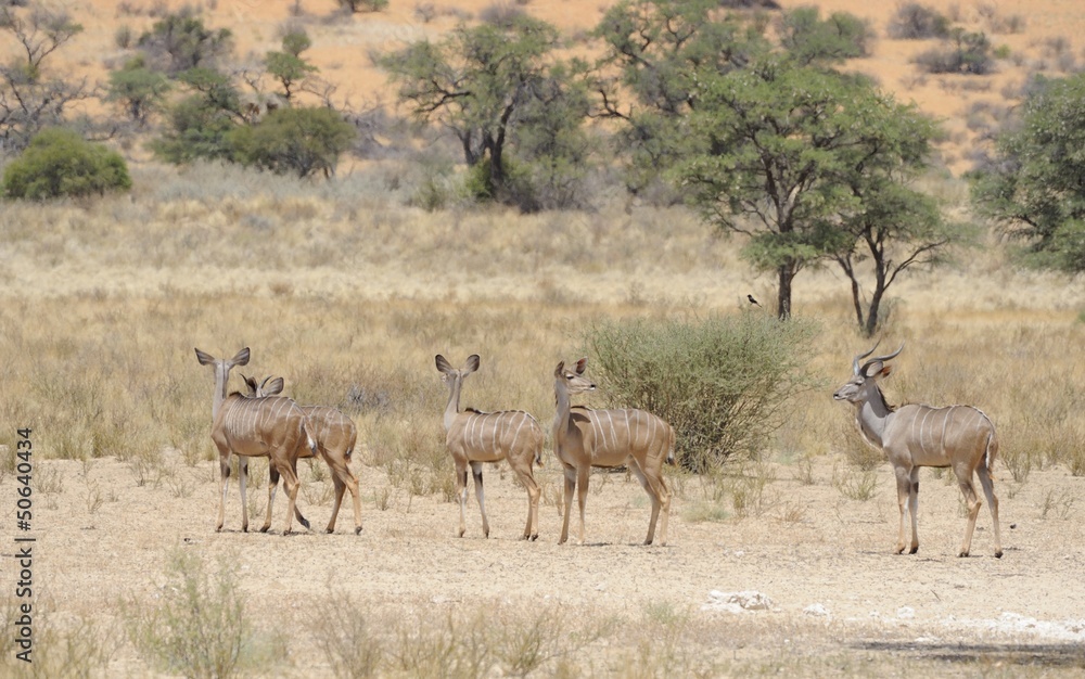 Kudu ( herd in the KGALAGADI desert Kudu ( herd in the KGALAGADI desert