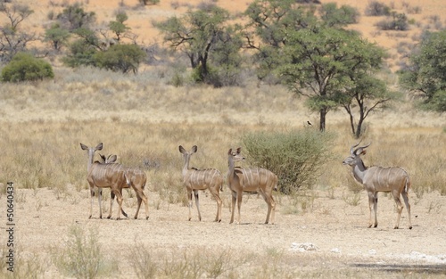 Kudu ( herd in the KGALAGADI desert