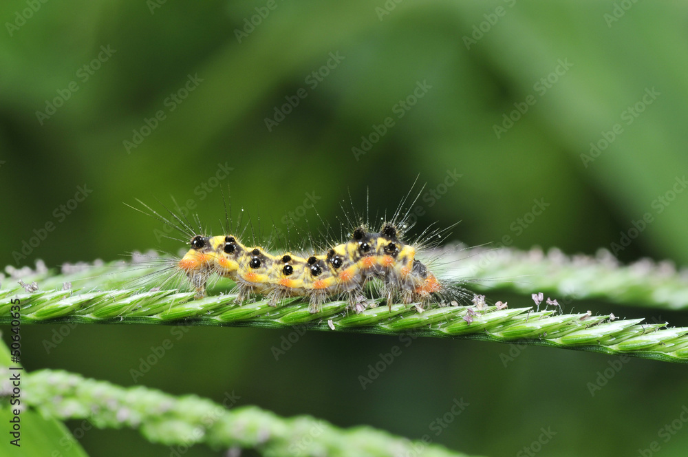 The caterpillar climb in plant stem, and in the natural wild sta
