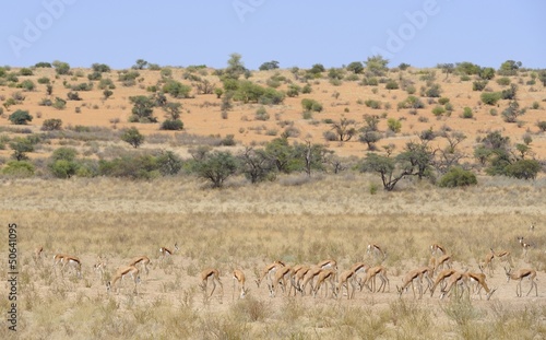 Springbuck  Antidorcus marsupialis  in the KGALAGADI desert