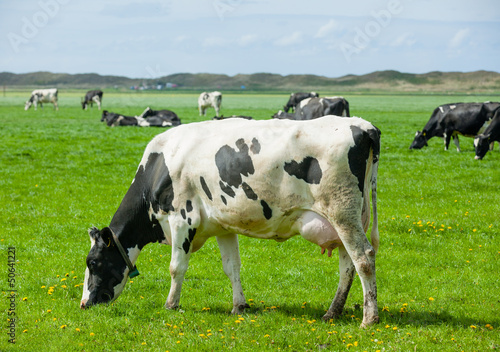 Dutch cows © Max Topchii