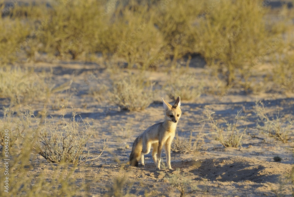 Cape fox (Vulpes chama) at burrow, kalahari desert Cape fox (Vulpes chama) at burrow, kalahari desert