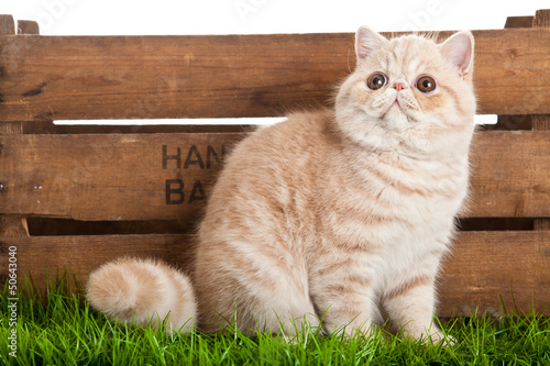 Fotografia Exotic shorthair cat. beautiful cat in a  box.