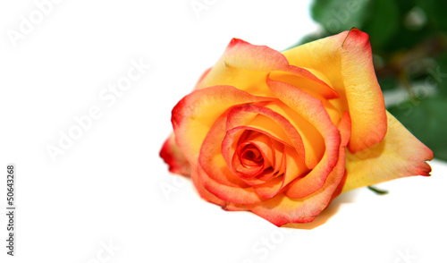 Orange rose isolated on white background
