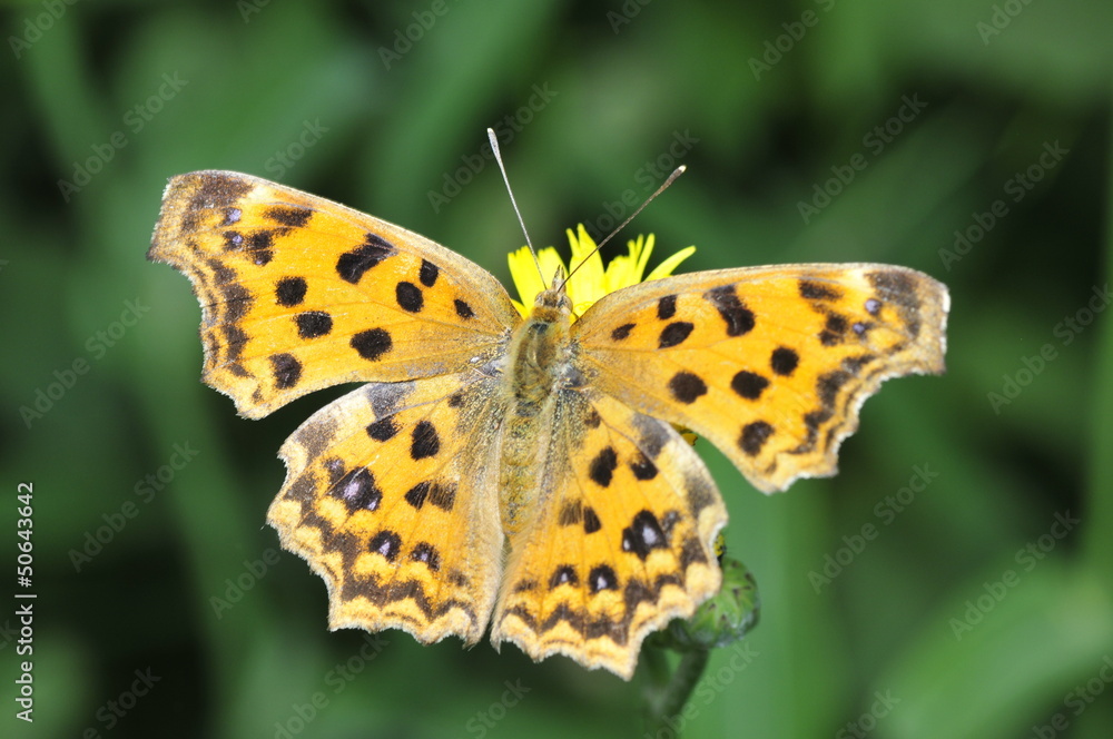 Beautiful butterfly stay in yellow flowers Beautiful butterfly stay in yellow flowers