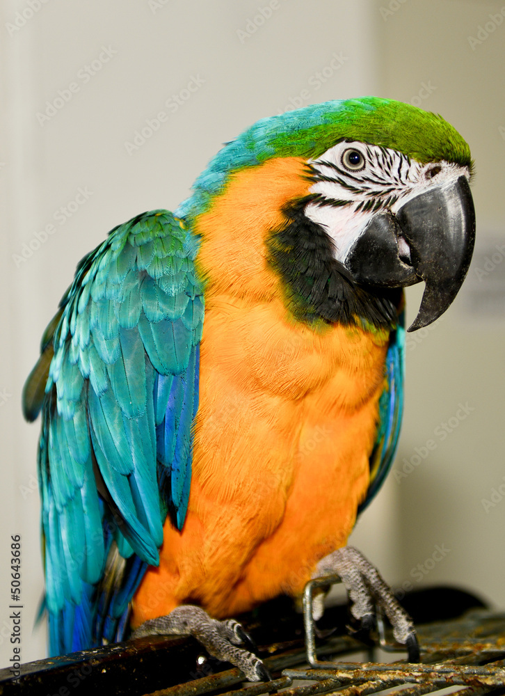 Fototapeta premium Parrot sitting on cage.