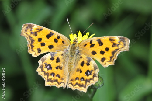 Beautiful butterfly stay in yellow flowers