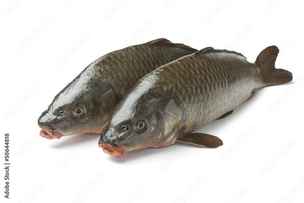 Fototapeta premium Two whole carps