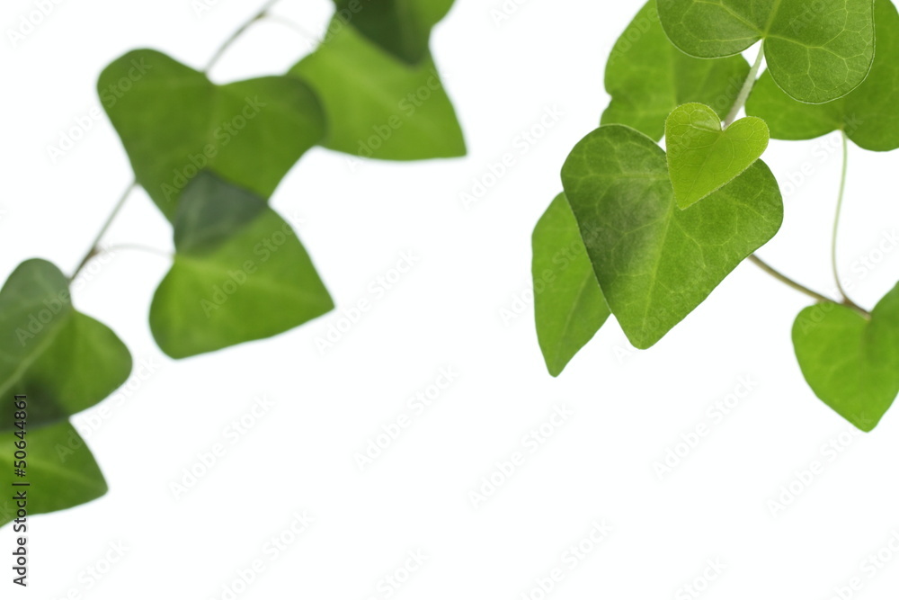 西洋木蔦 Images – Browse 32 Stock Photos, Vectors, and Video