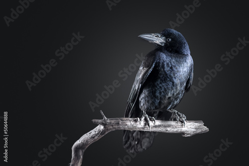 crow photo