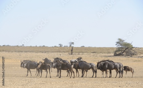 Wildebeest (Connochaetes taurinus) herd  in dry Nossob riverbed photo
