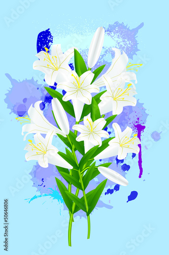 Fototapeta Naklejka Na Ścianę i Meble -  white lily on blue  background
