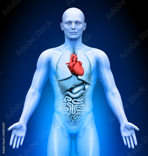 Medical Imaging - Male Organs - Heart