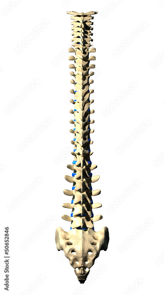 Spine Vertebrae - Posterior view / Back view Spine Vertebrae - Posterior view / Back view