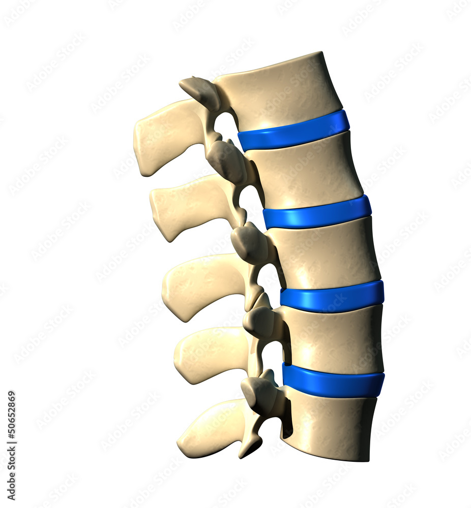 Lumbar Spine - Lateral view / Side view Stock Illustration | Adobe Stock