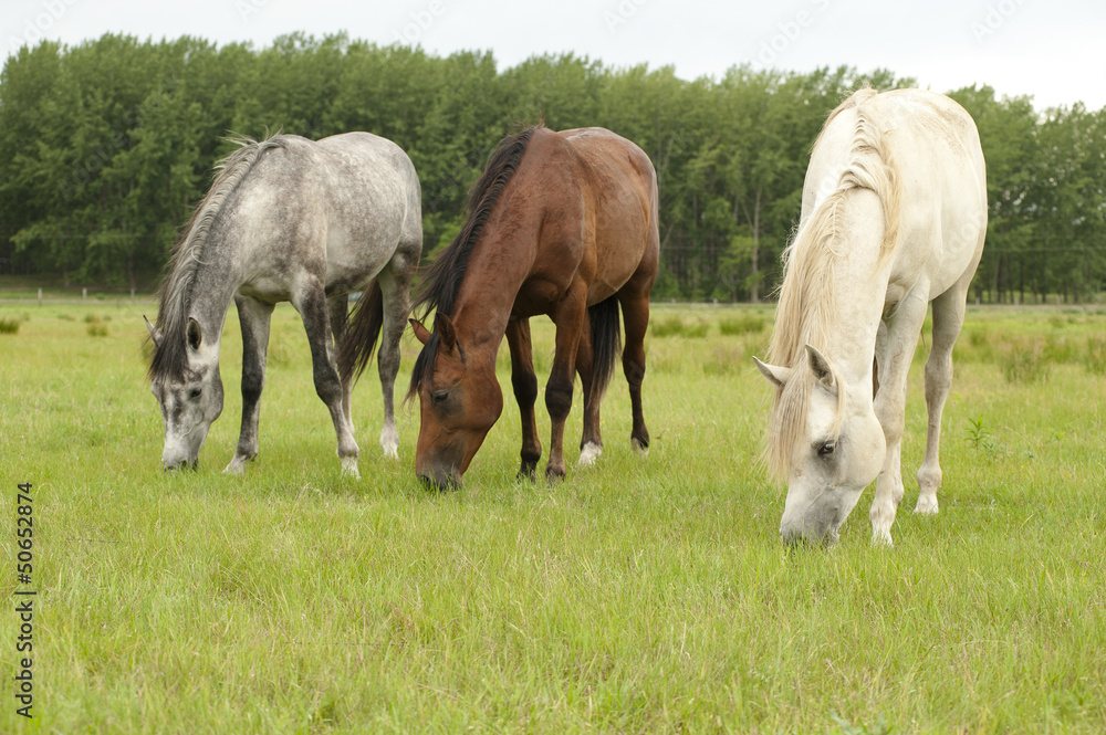 Obraz premium horses