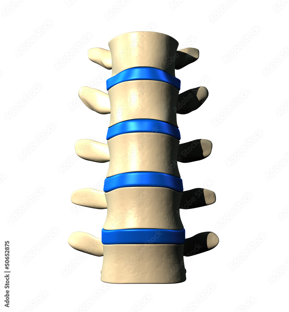 Lumbar Spine - Anterior view / Front view Stock Illustration | Adobe Stock