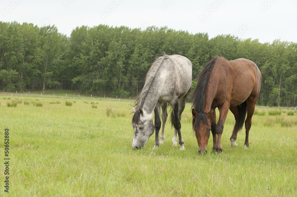 horses horses