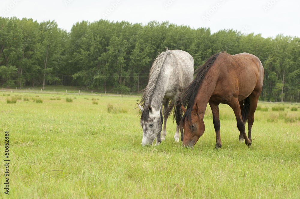 horses horses