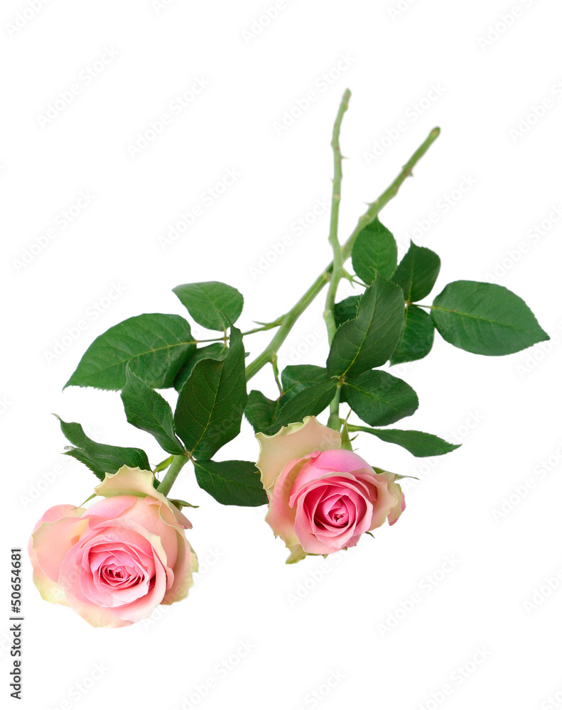 Naklejka premium Two pink roses