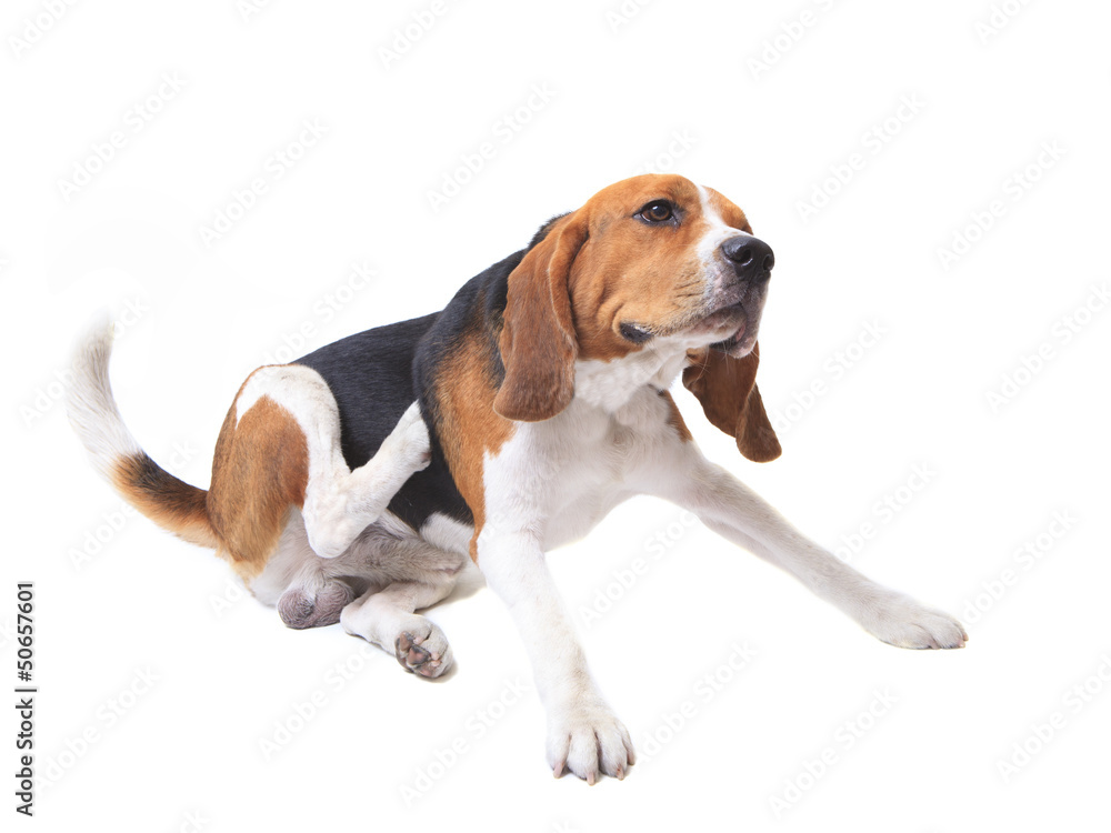 beagle dog on white