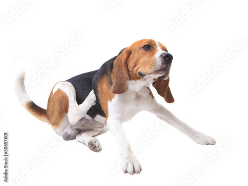 beagle dog on white