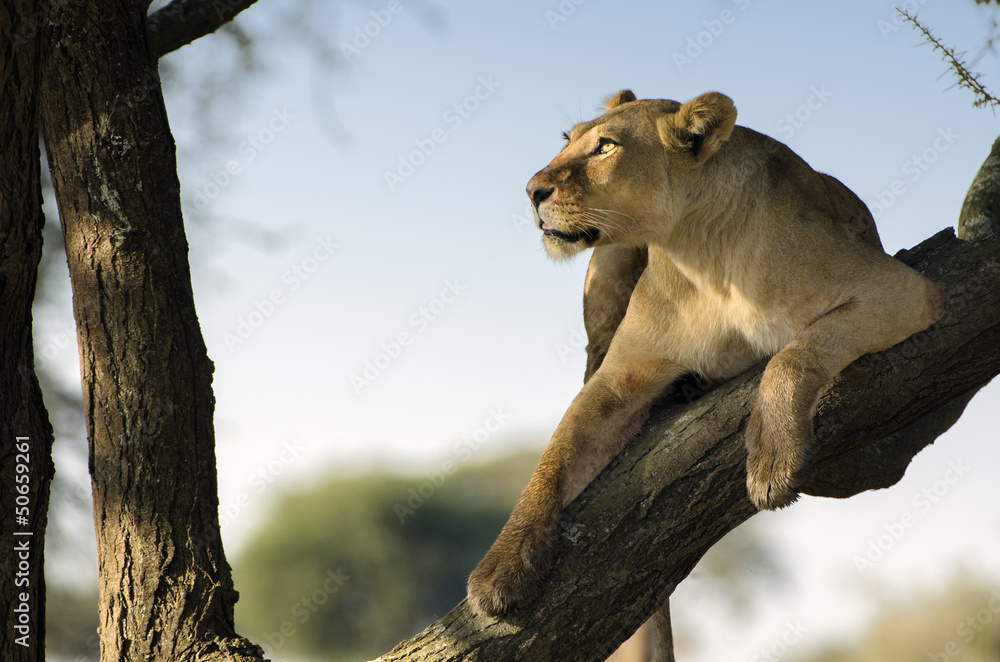 Obraz premium leonessa sull albero con sguardo al cielo